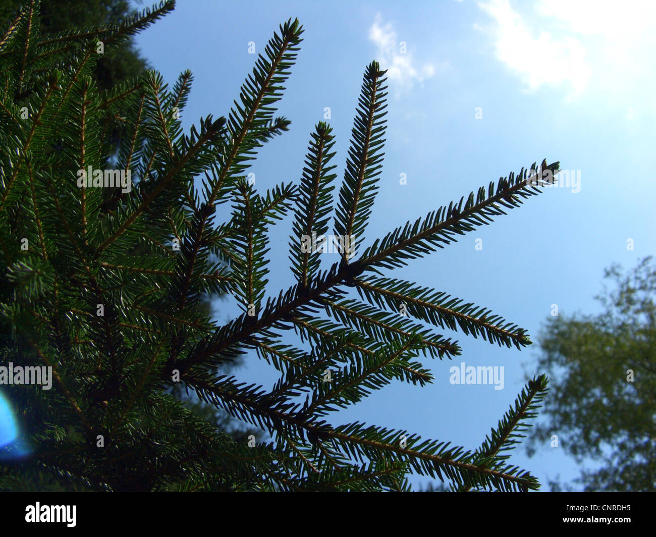 Priental Spruce (Picea orientalis), branch against blue sky Stock Photo