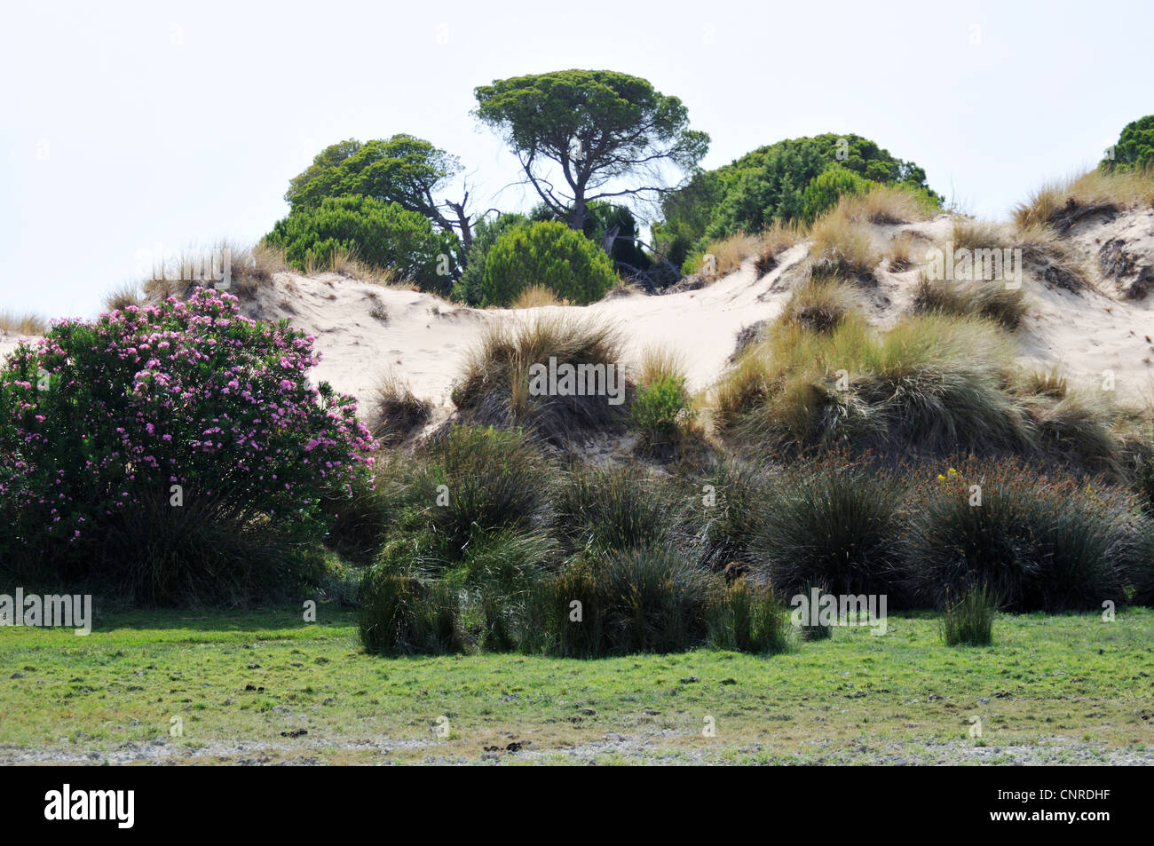 oleander; pine (Nerium oleander, Pinus pinea), dune landscape at Cota Donana National Park, Spain, Andalusia, Cota Donana National Park Stock Photo