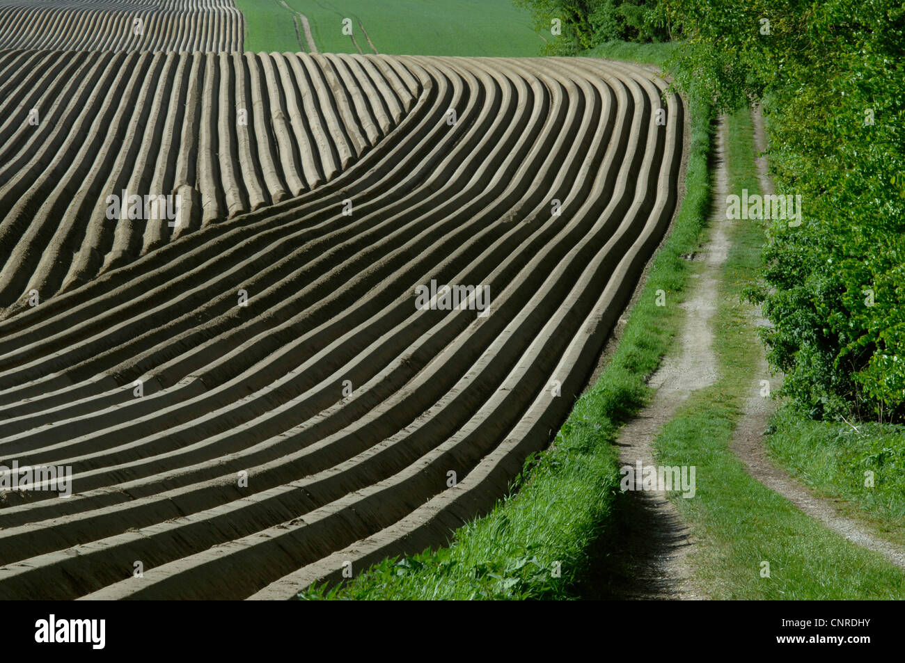 potato (Solanum tuberosum), potato field before shooting, Germany
