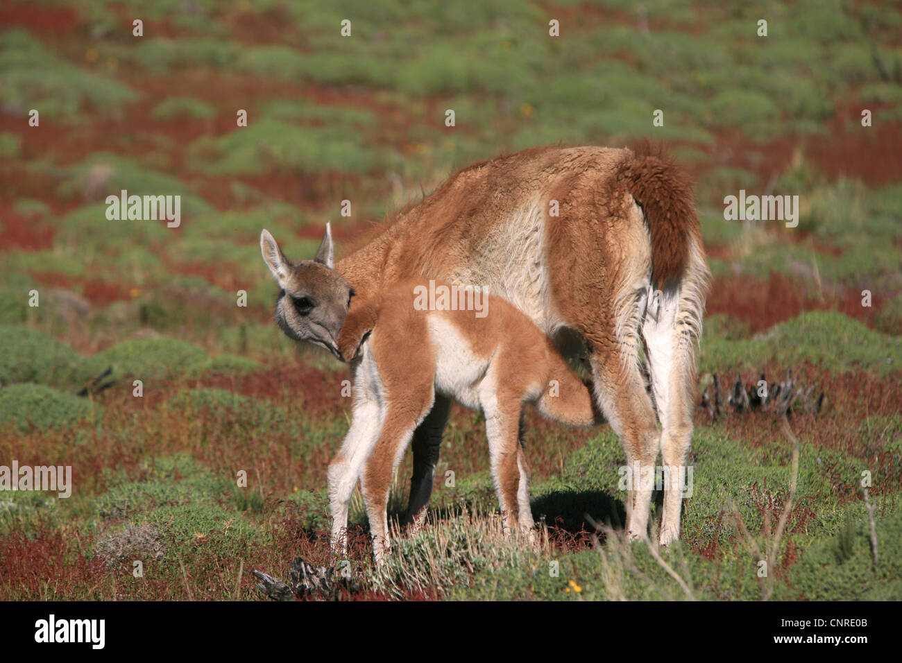 guanaco (Lama guanicoe), newborn suckling, Chile, Torres del Paine National Park Stock Photo