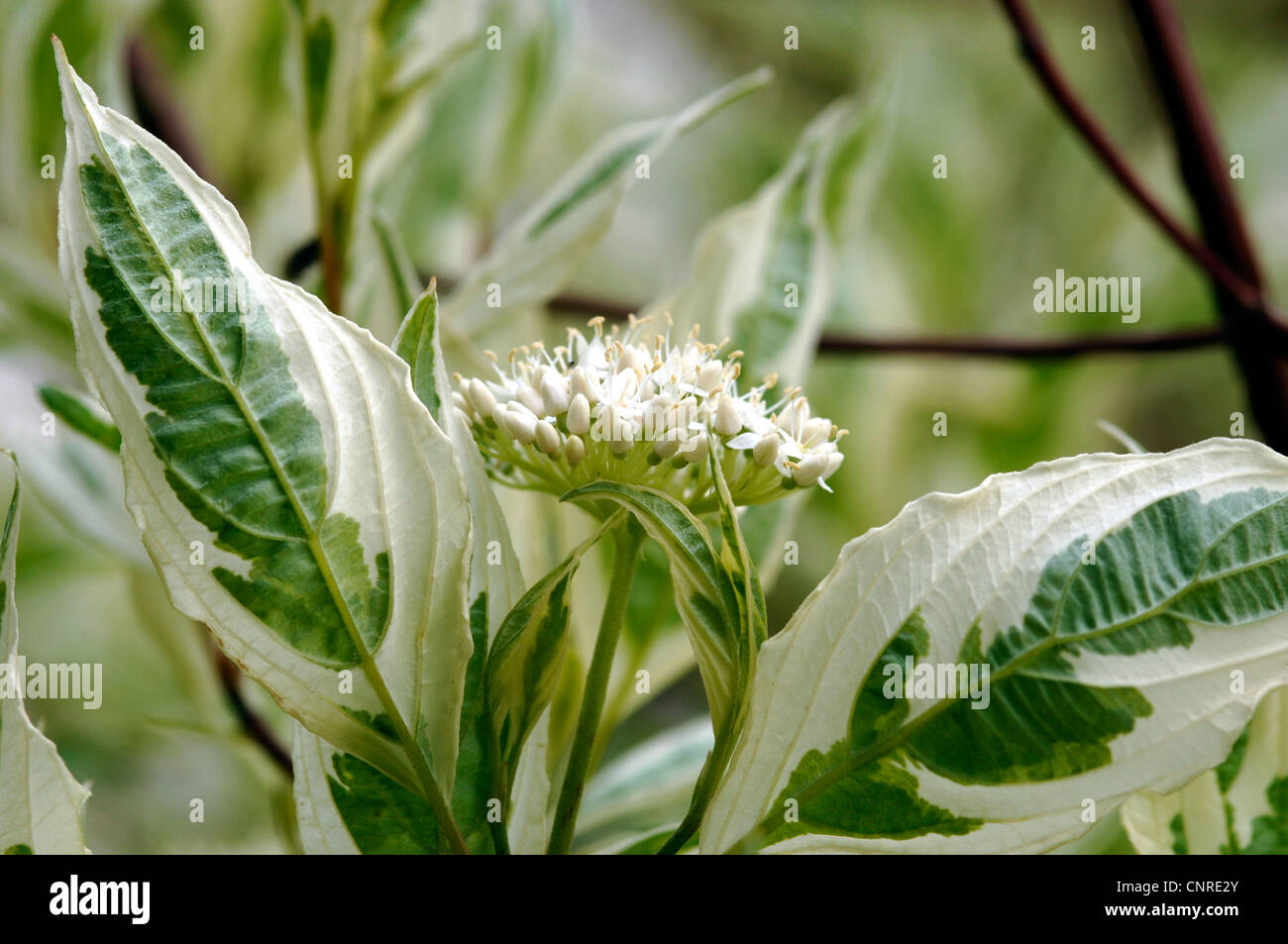 white dogwood, white-fruited dogwood, red-barked dogwood (Cornus alba 'Elegantissima', Cornus alba Elegantissima), blooming, with variegated leaves Stock Photo