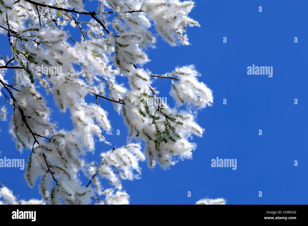 white poplar, silverleaved poplar, abele (Populus alba), fruiting