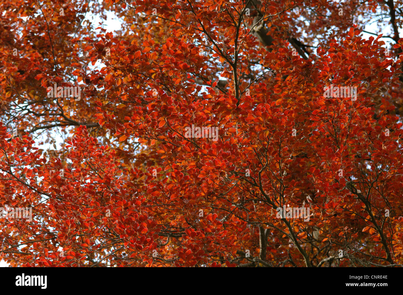 Shooting of teh leaves hires stock photography and images Alamy