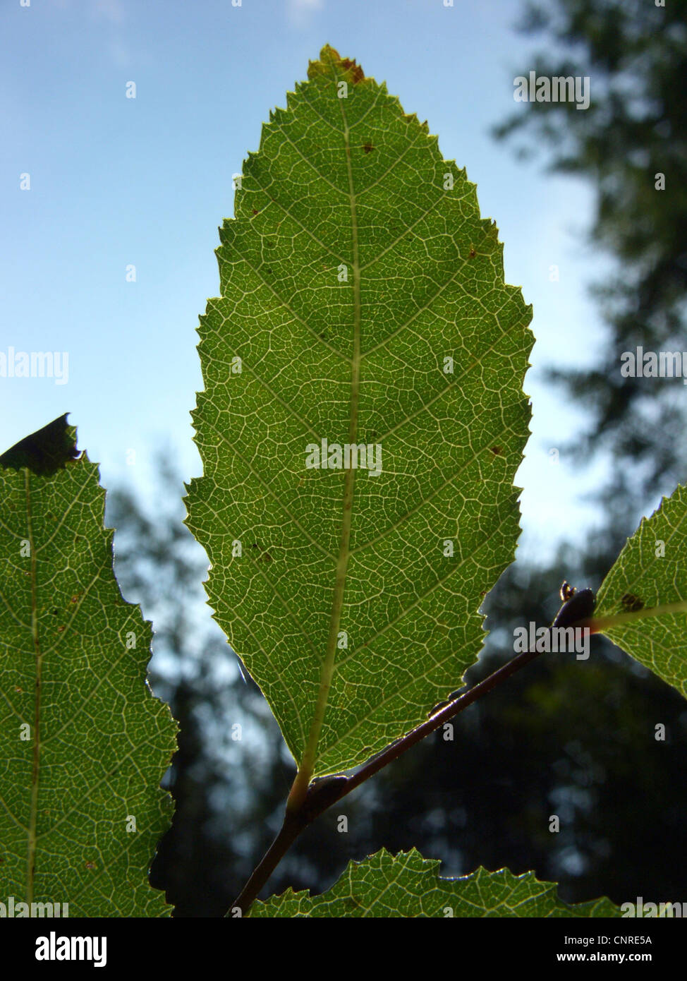 Roble, Roble Beech (Nothofagus obliqua), leaf in backlight Stock Photo