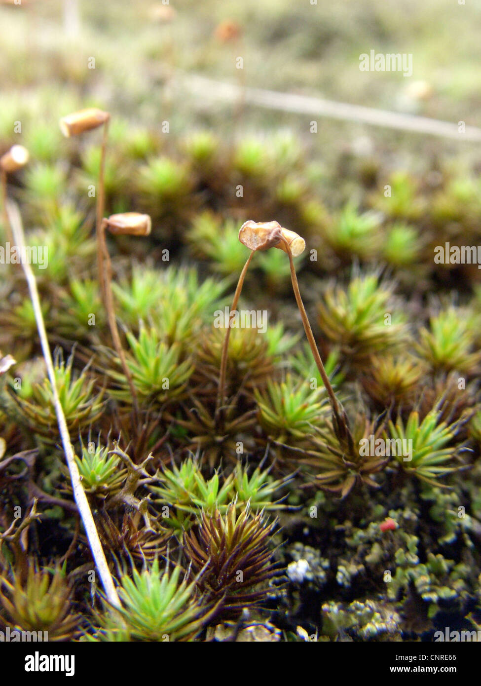 hair cap moss (Polytrichum piliferum), with spore capsules, Germany, Saxony-Anhalt, NSG Elbtalduenen Stock Photo
