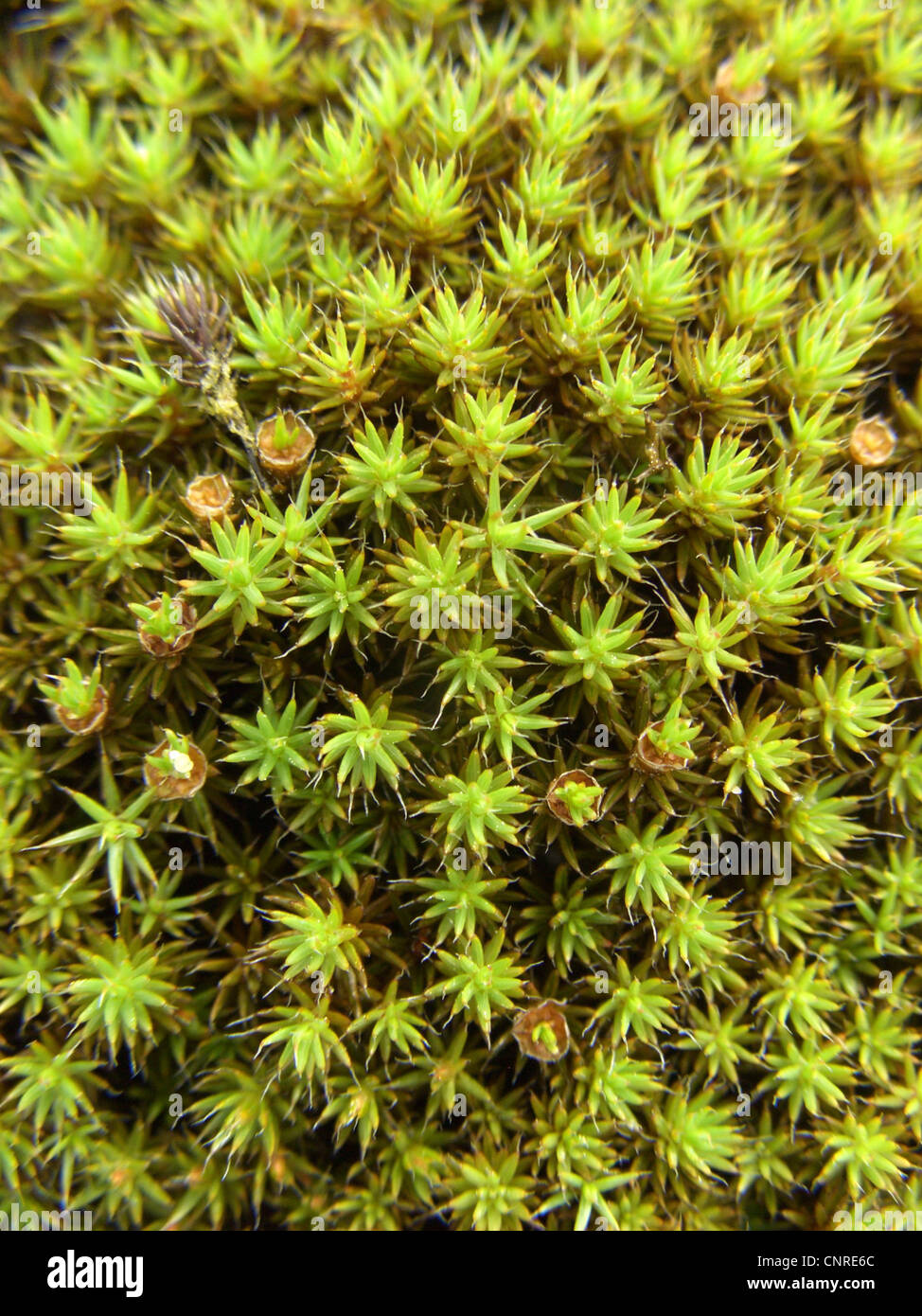 hair cap moss (Polytrichum piliferum), with breeding cups, Germany, Saxony-Anhalt, NSG Elbtalduenen Stock Photo