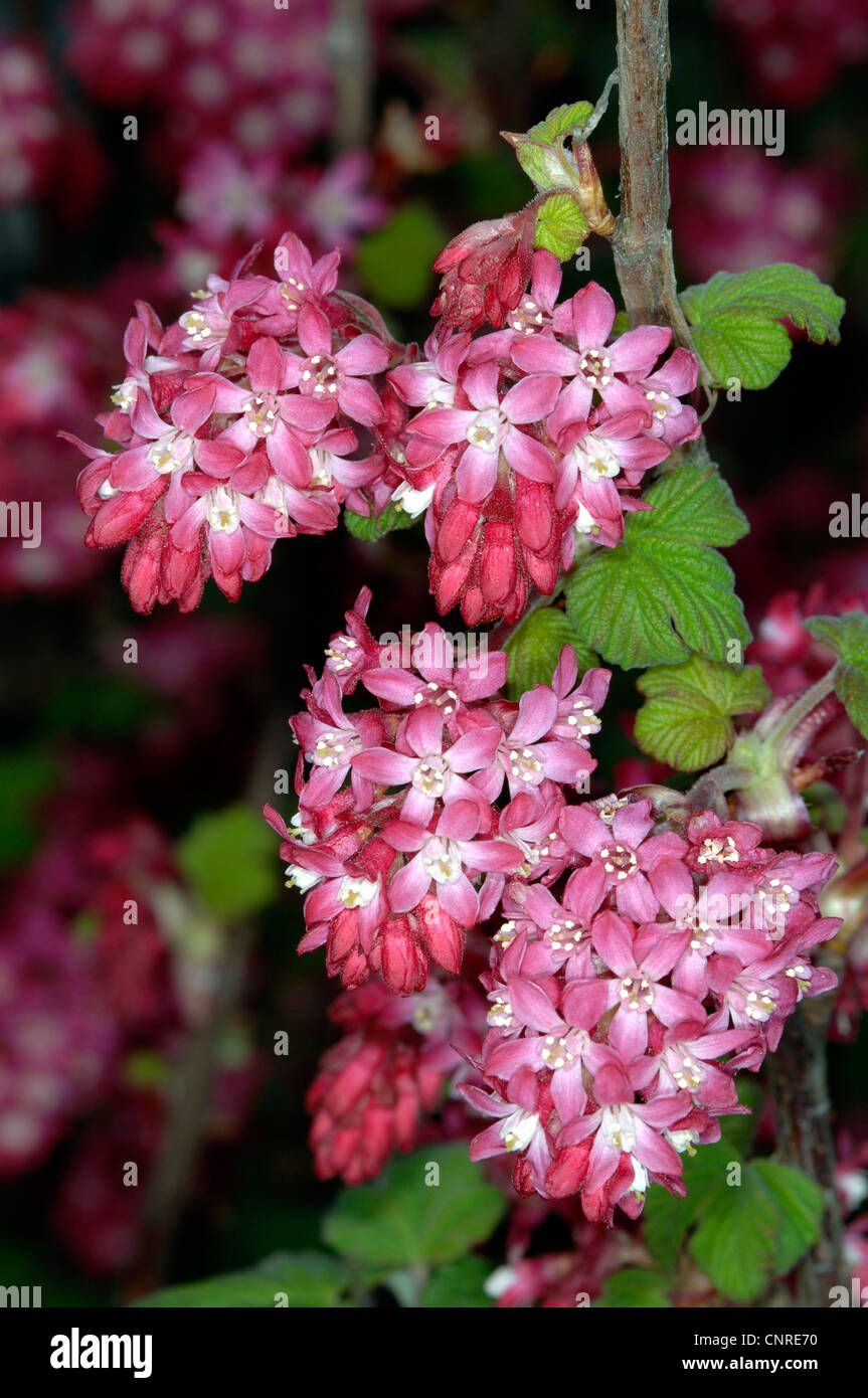 blood currant, red-flower currant, red-flowering currant (Ribes sanguineum), inflorescences Stock Photo