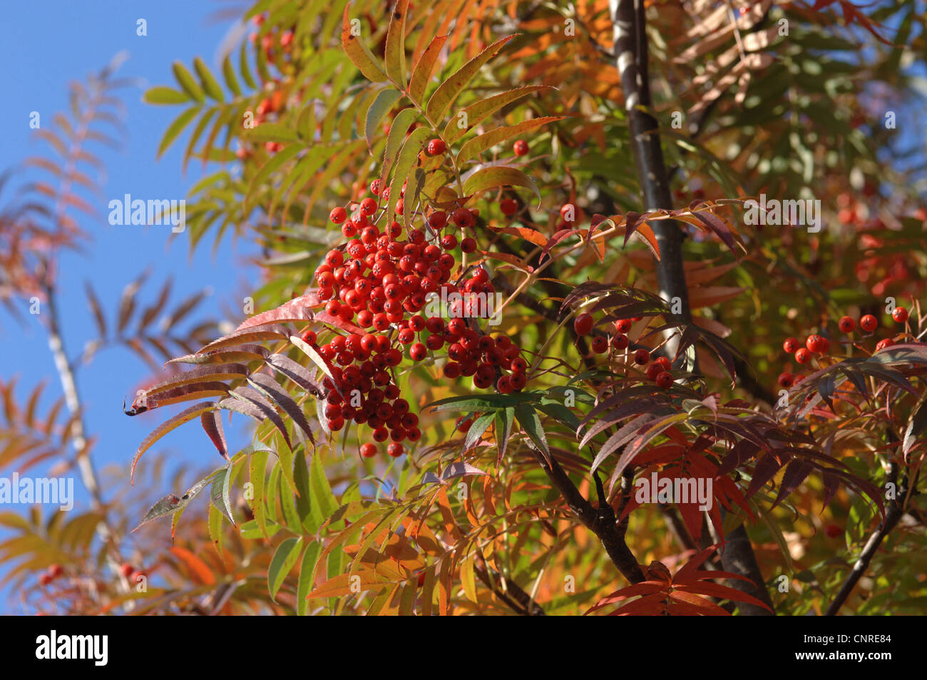 Japanese Whitebeam (Sorbus commixta 'Carmencita', Sorbus commixta Carmencita), with fruits in autumn colouration Stock Photo