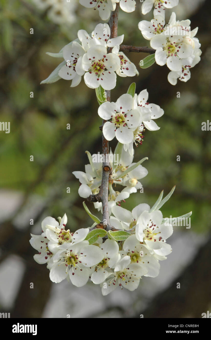 Willow Leafed Pear (Pyrus salicifolia), blooming Stock Photo Alamy
