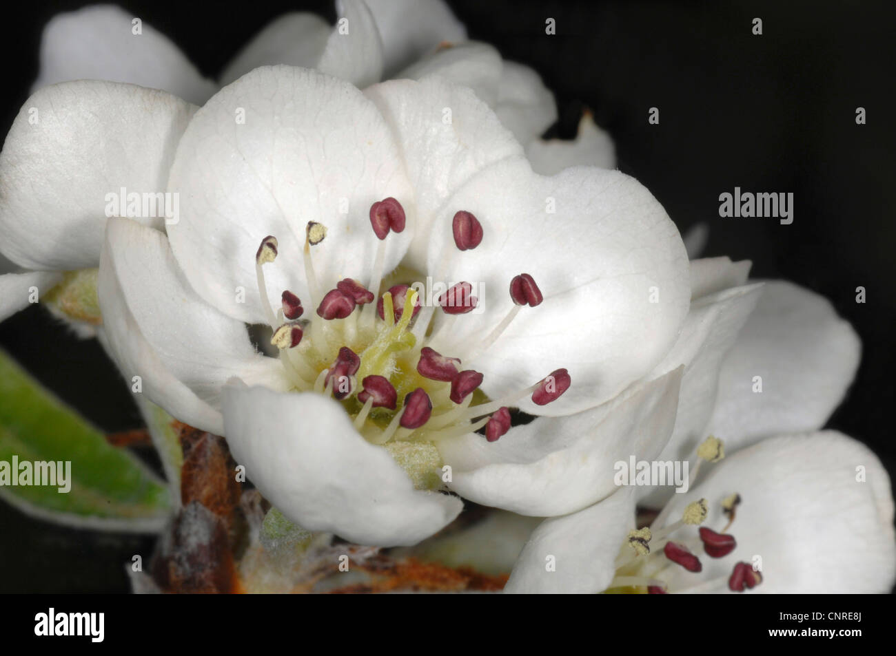 Willow Leafed Pear (Pyrus salicifolia), blooming, blossom Stock Photo
