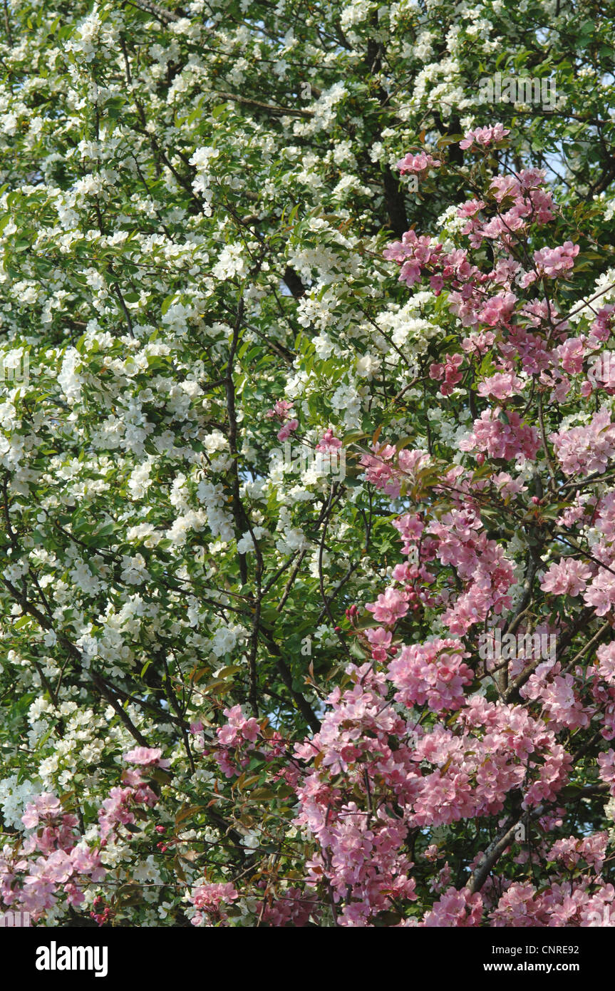 apple tree hybrids (MalusHybriden), blooming Stock Photo Alamy
