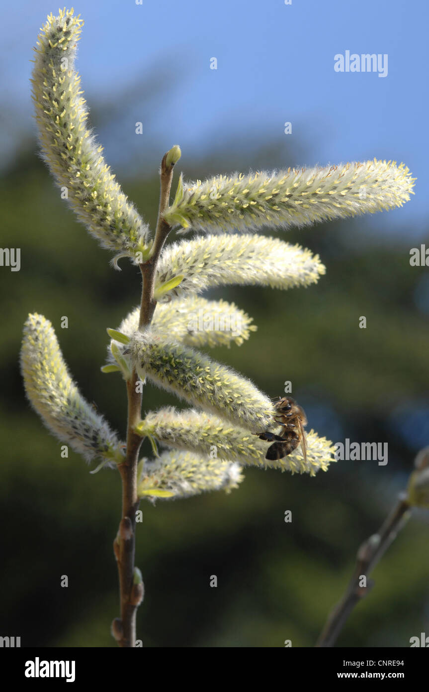 almond willow (Salix triandra), female catkin with bee, Germany Stock Photo