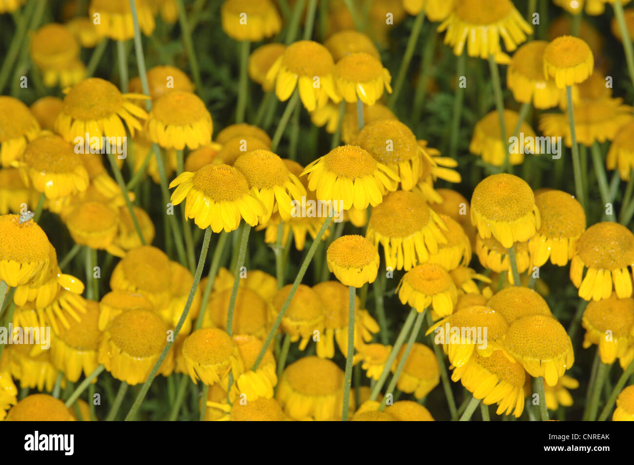 yellow chamomile, dyer's chamomile (Anthemis tinctoria), blooming, Germany, Bavaria Stock Photo