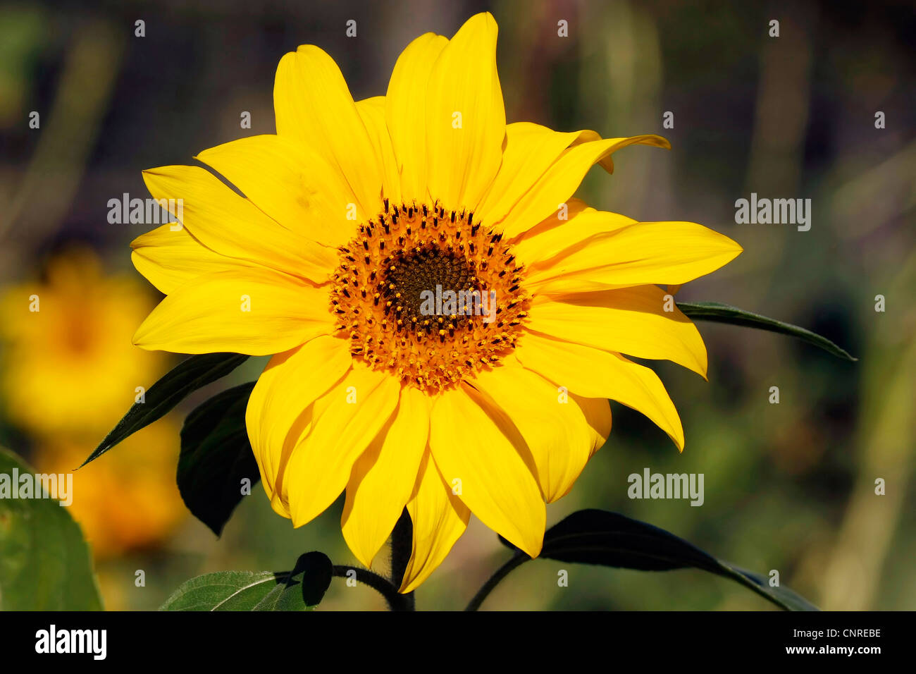 sunflower (Helianthus spec.), fower head Stock Photo