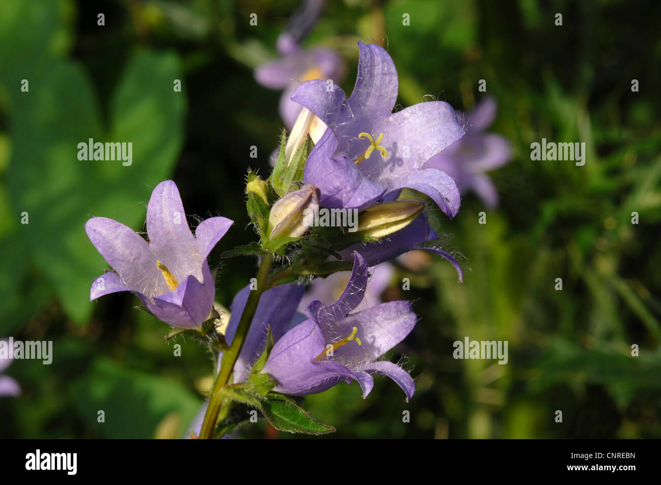 batsinthebelfry, nettleleaved bellflower (Campanula trachelium