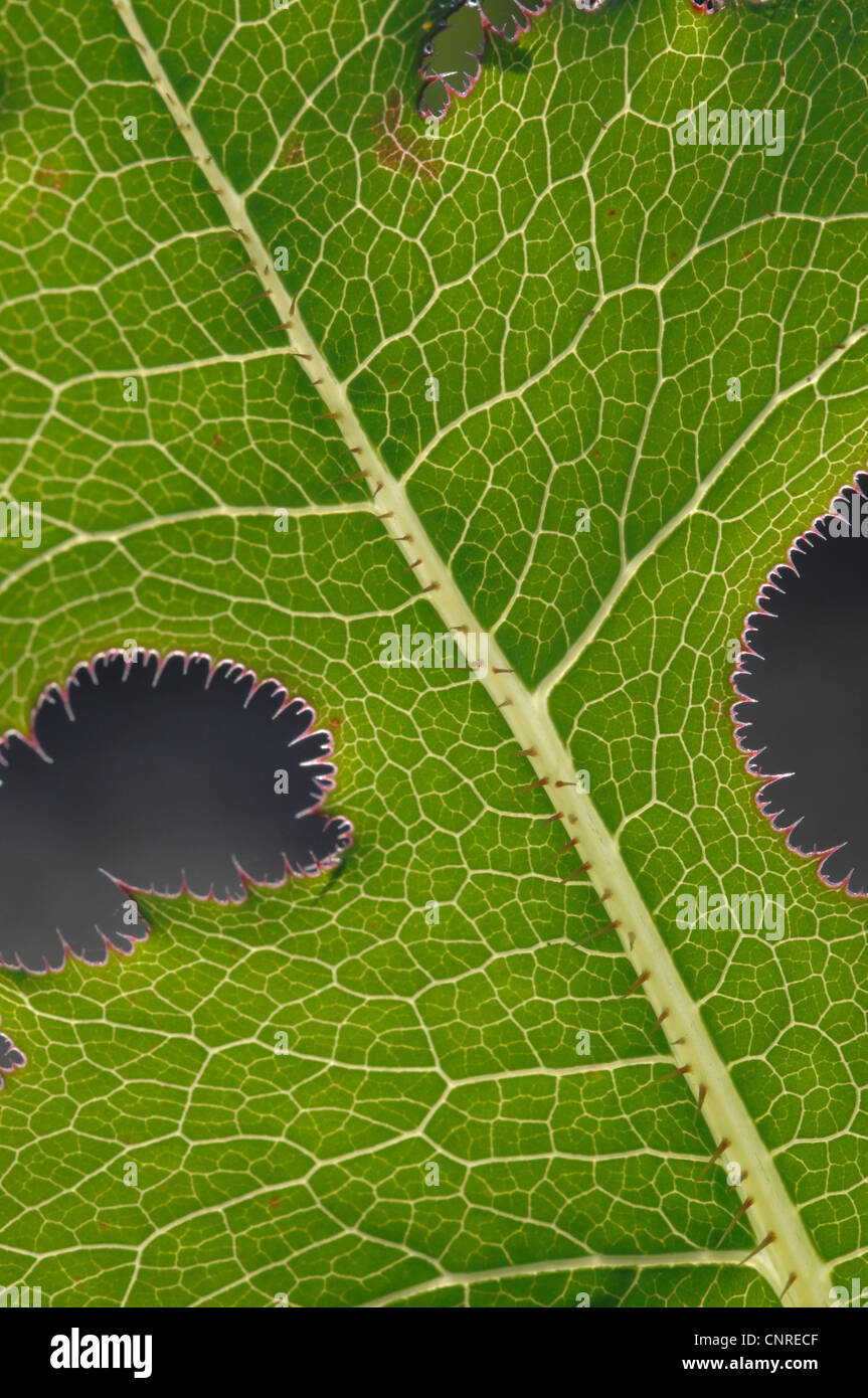 prickly lettuce, scarole (Lactuca serriola, Lactuca scariola), detail of a leaf, Germany, Bavaria Stock Photo