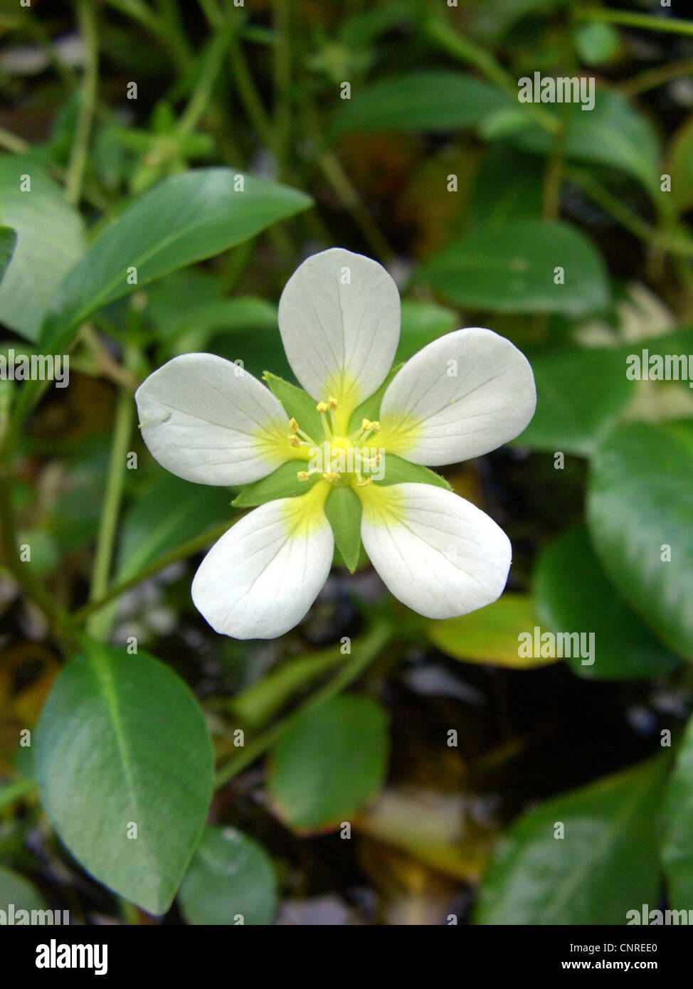 Bushy seedbox, Rattlebox (Ludwigia helminthorrhiza), flower Stock Photo