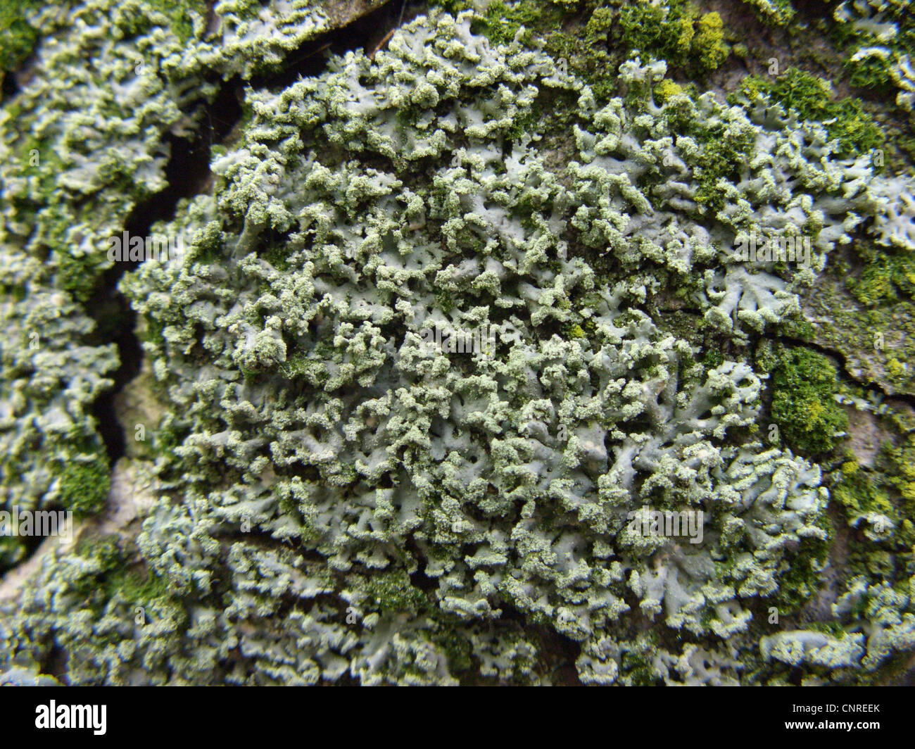 Page Lichen (Physcia tenella), growing on a bark, Germany, North Rhine-Westphalia Stock Photo