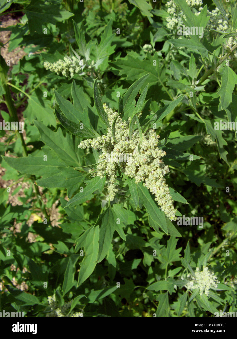 quinoa (Chenopodium quinoa), blooming Stock Photo