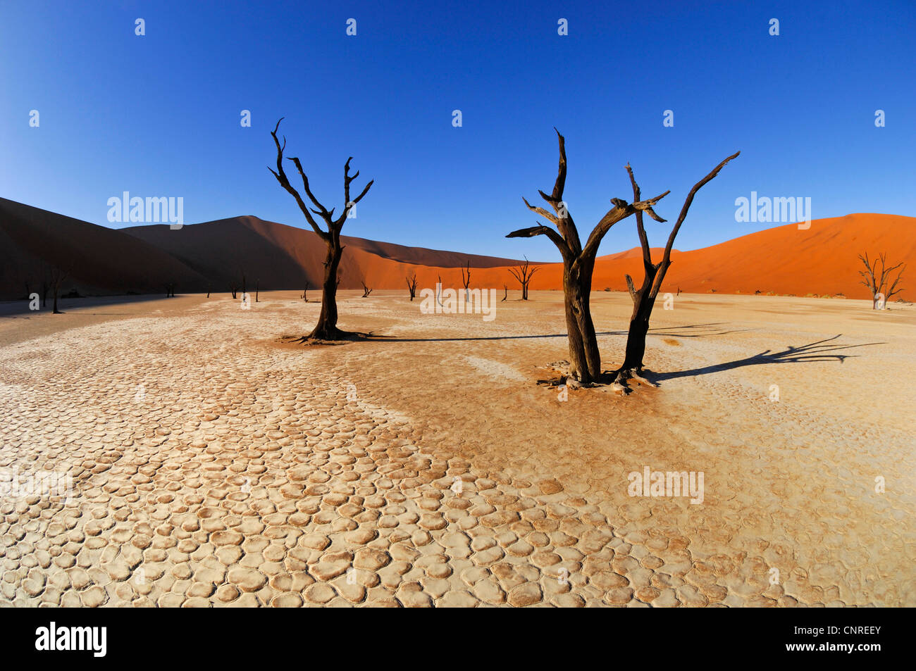 Tree skeletons hi-res stock photography and images - Alamy