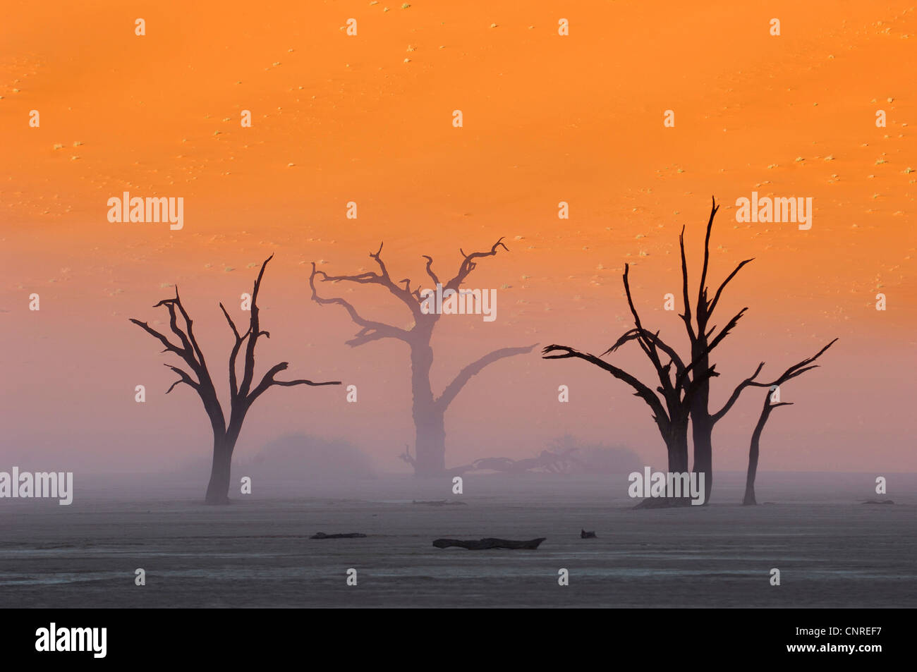 Tree Skeletons High Resolution Stock Photography and Images - Alamy
