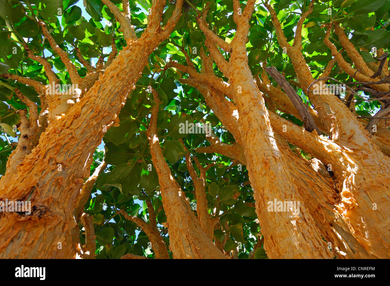 cobas tree, butter tree (Cyphostemma currorii), bark, Namibia Stock Photo