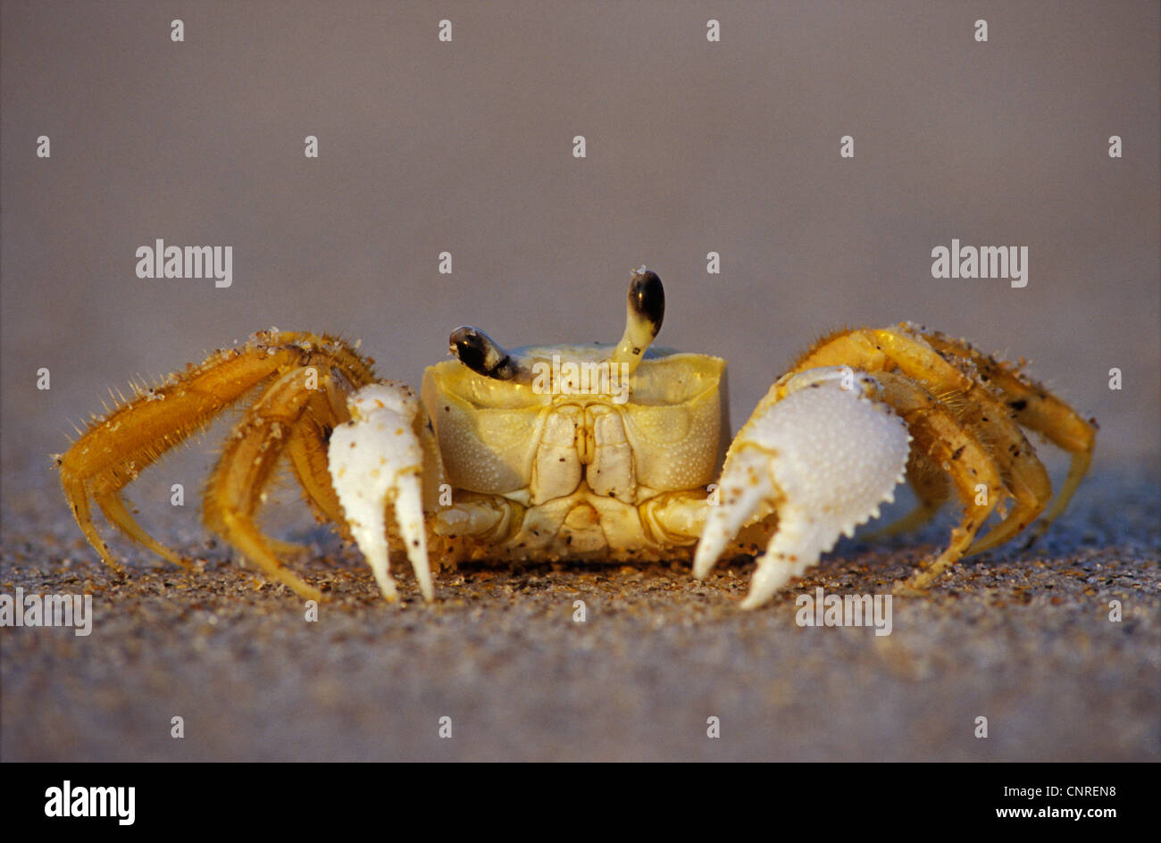 ghost crab, fiddler crab (Ocypodidae, Ocypode), on sandy ground, USA