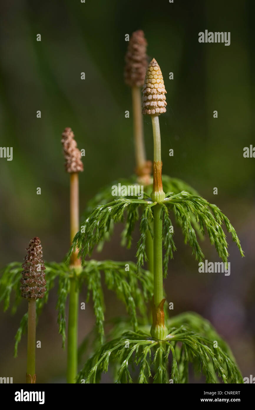 sylvan horsetail, wood horsetail, woodland horsetail (Equisetum sylvaticum), sprouts with sporangis, Sweden Stock Photo