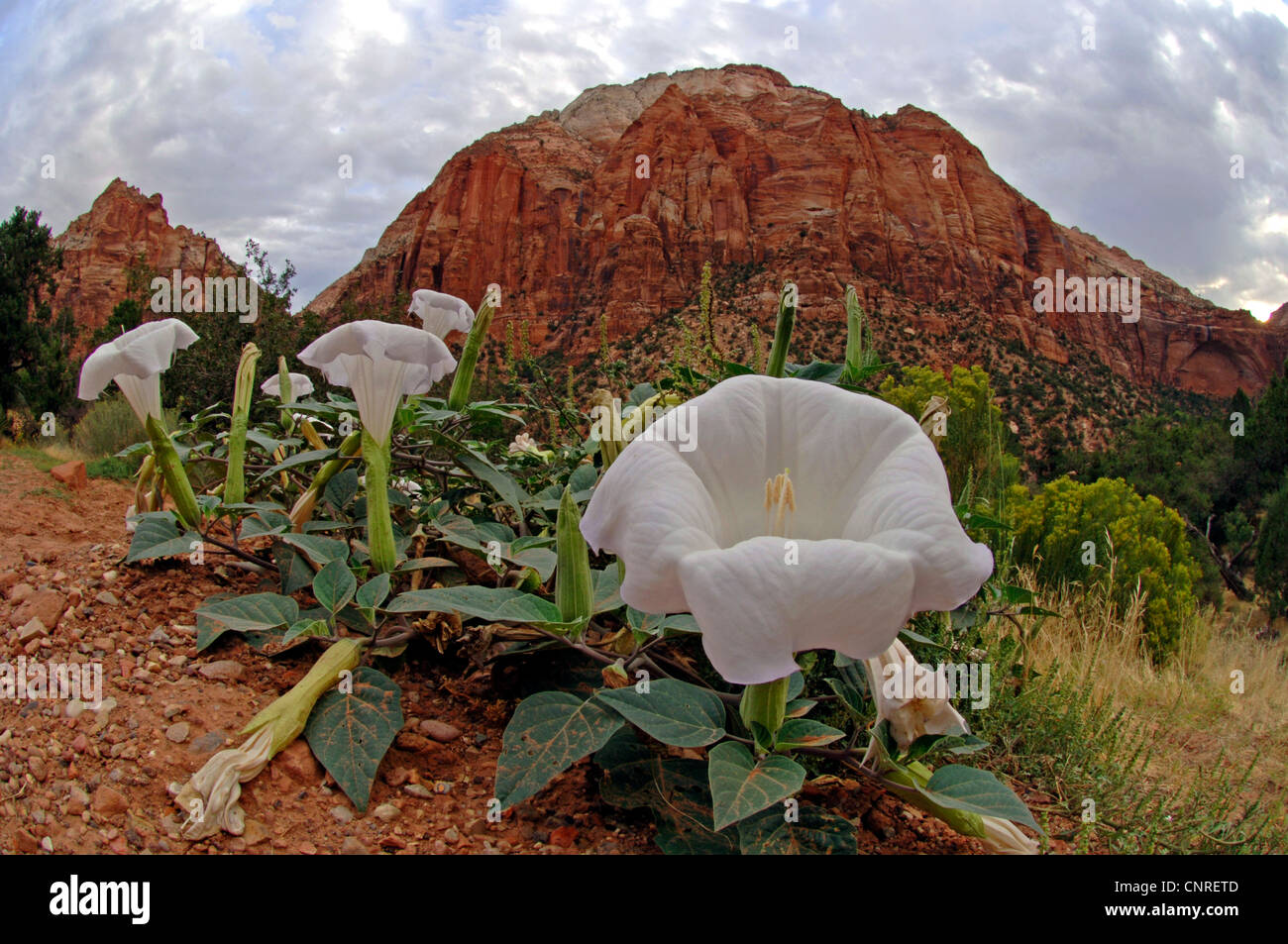 moonflower (Datura meteloides), blooming in front of rocks in the Zion National Park, USA, Utah Stock Photo