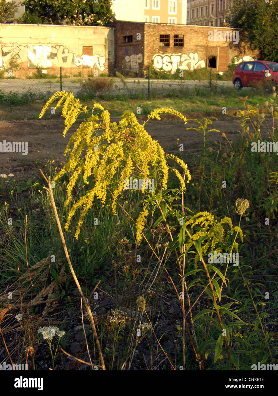 Canadian goldenrod, meadow goldenrod (Solidago canadensis), blooming on industrial ground, Germany, Saxony-Anhalt, Magdeburg Stock Photo