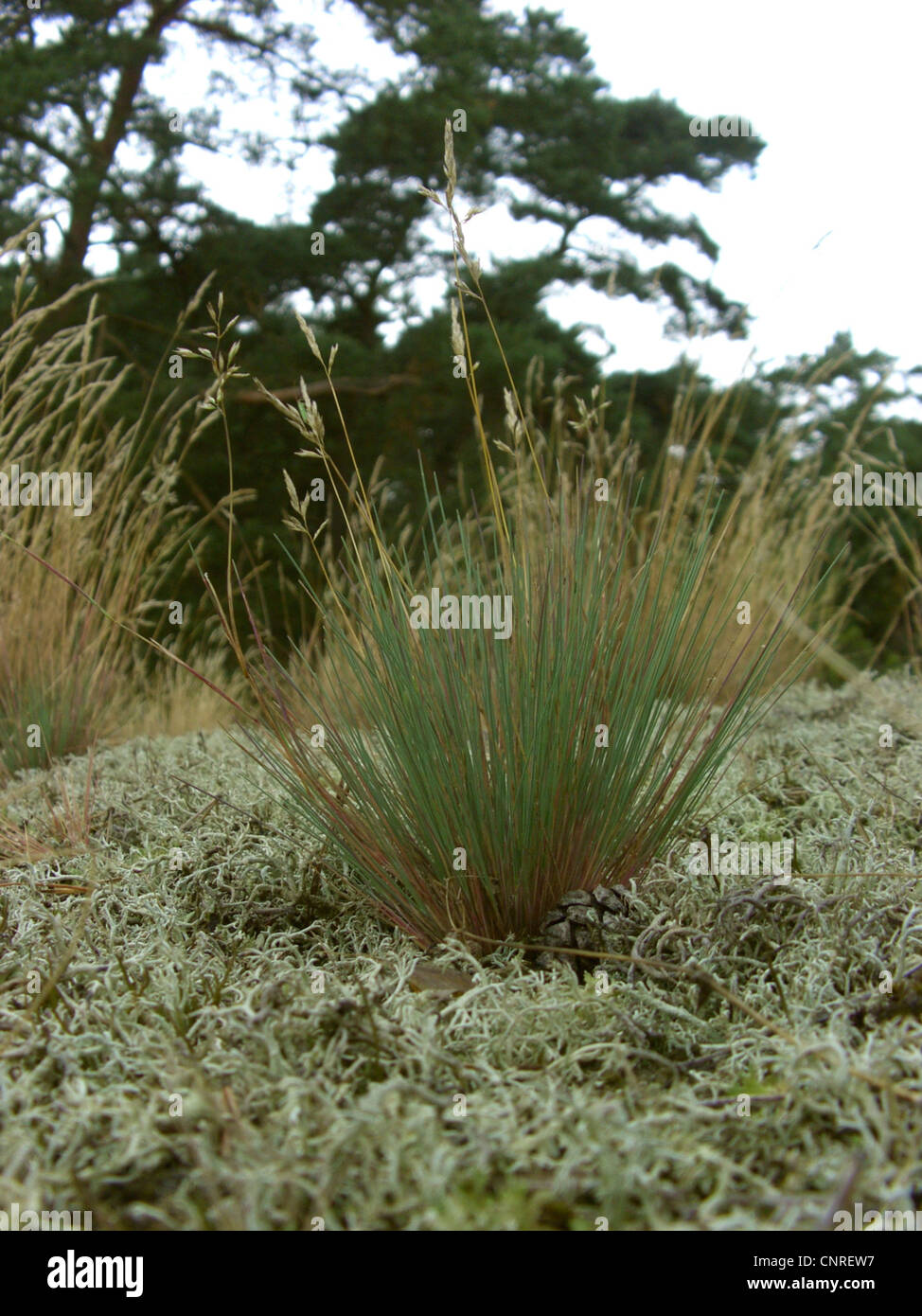 grey hair-grass (Corynephorus canescens), between lichenes, Germany, Lower Saxony, NSG Elbtalduenen Stock Photo