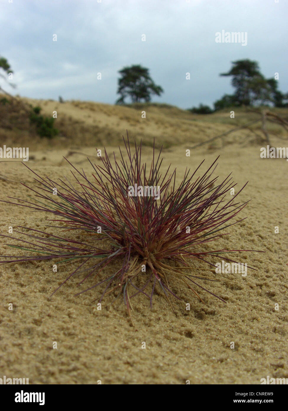 grey hair-grass (Corynephorus canescens), on a dune, Germany, Lower Saxony, NSG Elbtalduenen Stock Photo