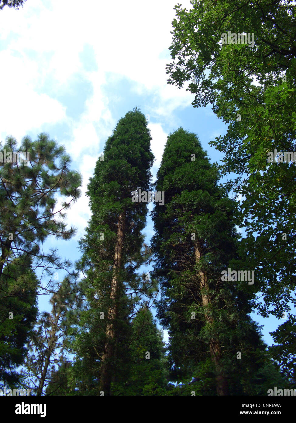 incense cedar, Californian white cedar (Calocedrus decurrens 'Fastigiata', Calocedrus decurrens Fastigiata), tree tops Stock Photo