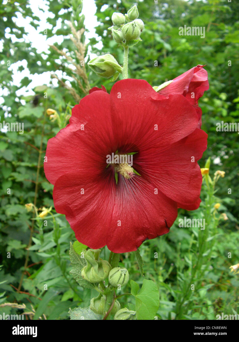 holly hock, hollyhock (Alcea rosea, Althaea rosea), flower Stock Photo