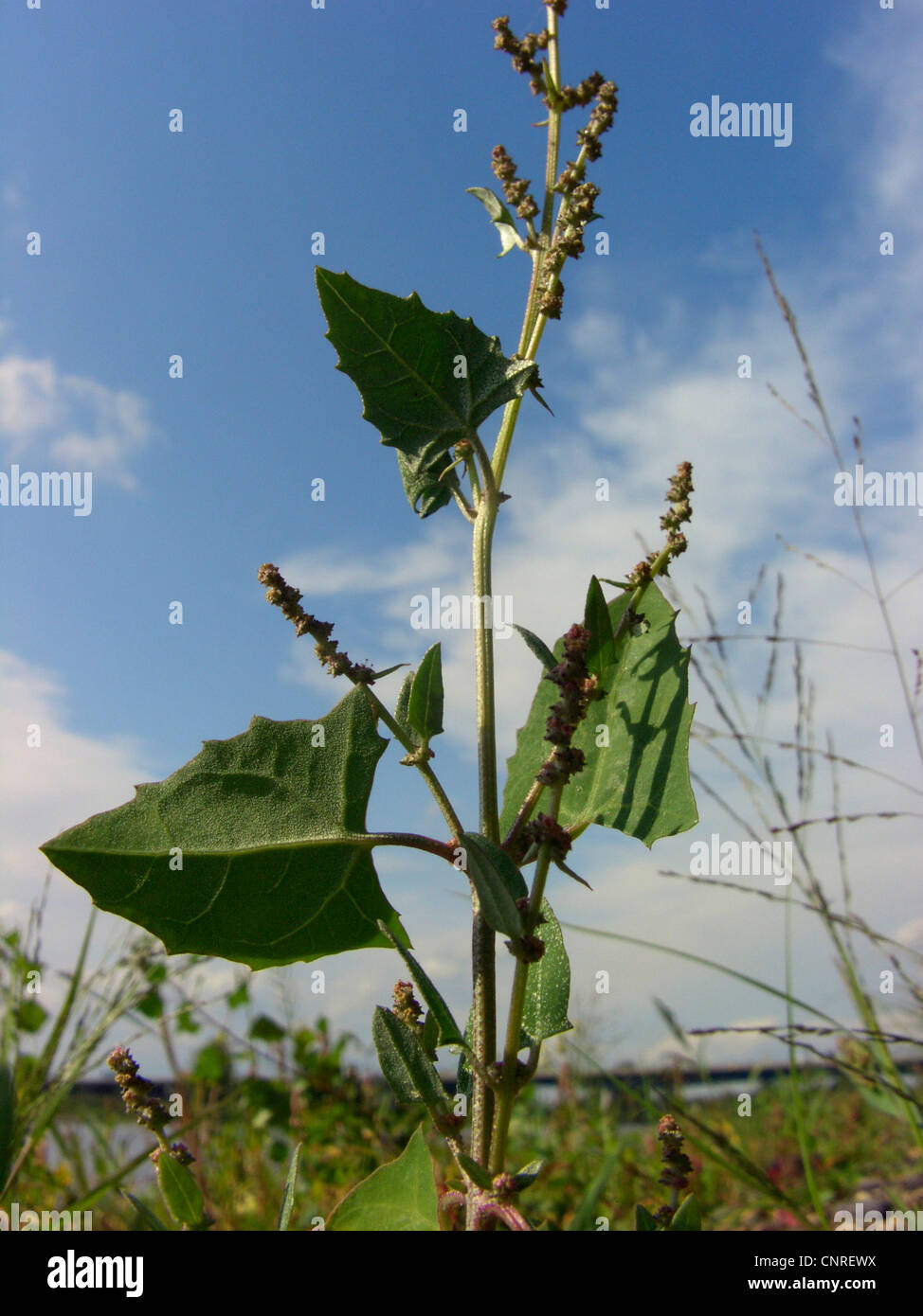 hastate orache, spear-leaved orache, creeping saltbush (Atriplex prostrata), leaves and infructescences, Germany, Saxony-Anhalt Stock Photo