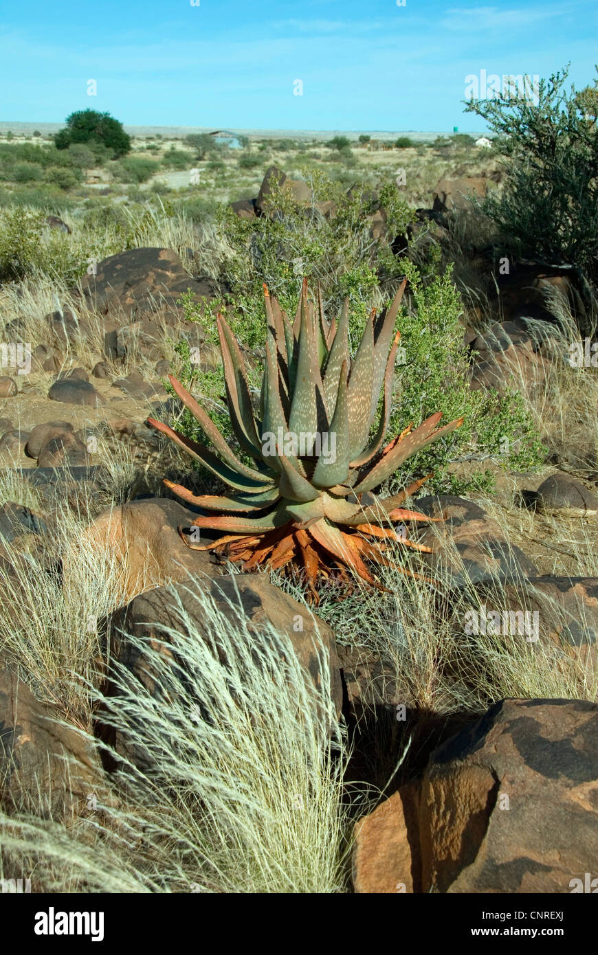 Aloe littoralis (Aloe littoralis), in the semi desert, Namibia, Keetmanshoop Stock Photo