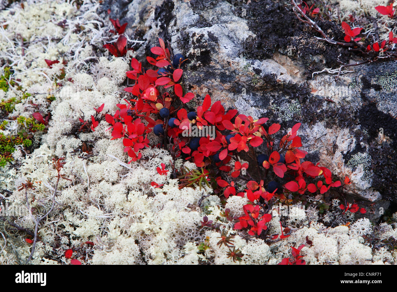 Alpine bearberry, black bearberry (Arctostaphylos alpina), reindeer lichen and black bearberry in autumn, USA, Alaska Stock Photo
