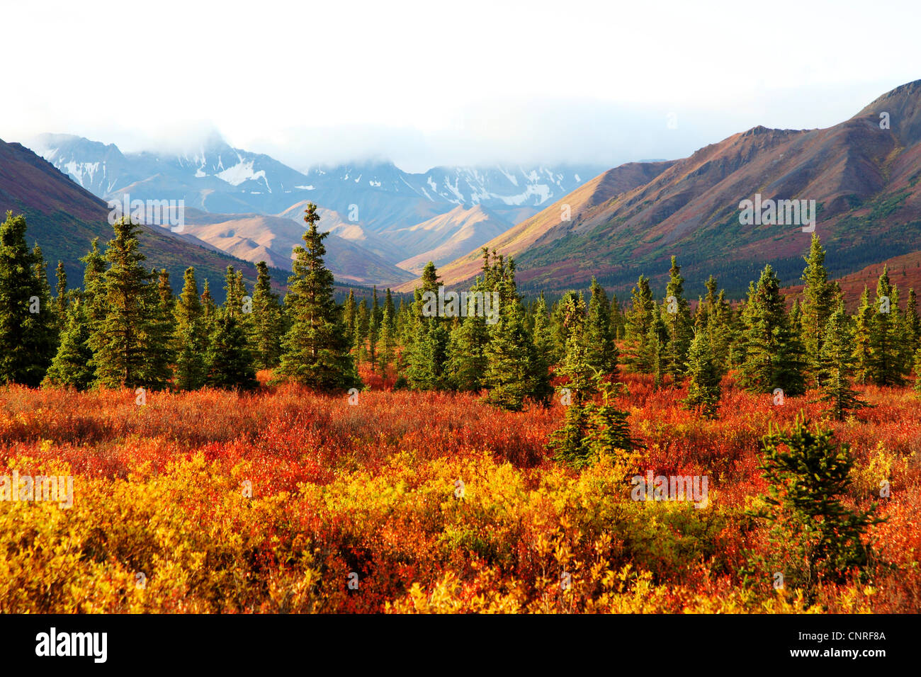 landscape at Denali National Park in autumn, USA, Alaska, Denali Nationalpark Stock Photo