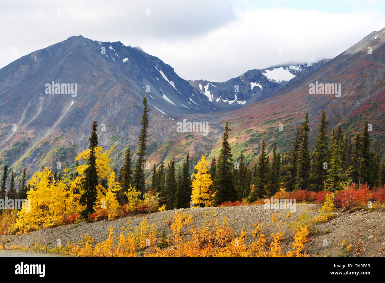 Trembling aspen hi-res stock photography and images - Alamy