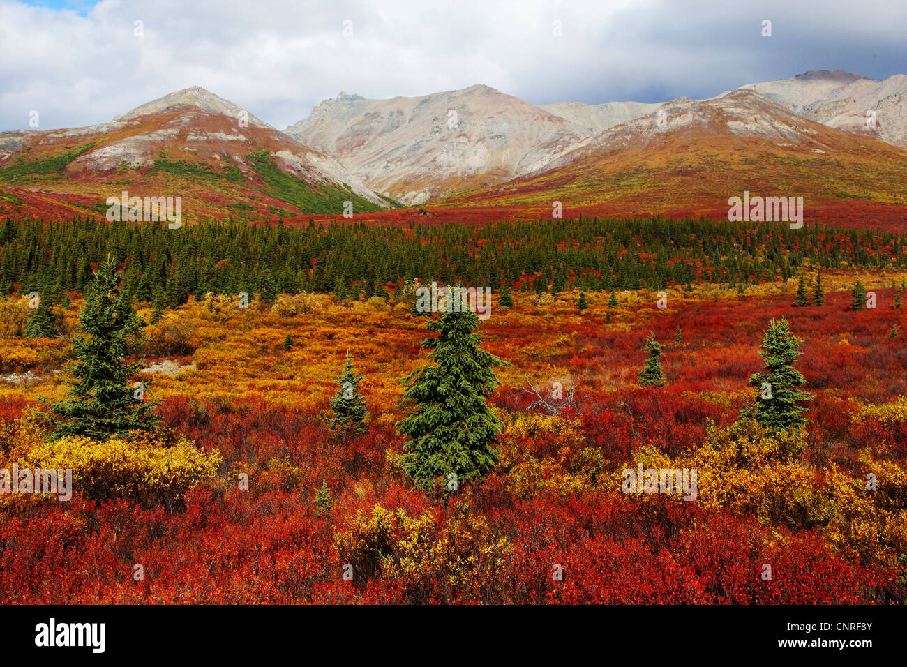 landscape at Denali National Park in autumn, USA, Alaska, Denali Nationalpark Stock Photo