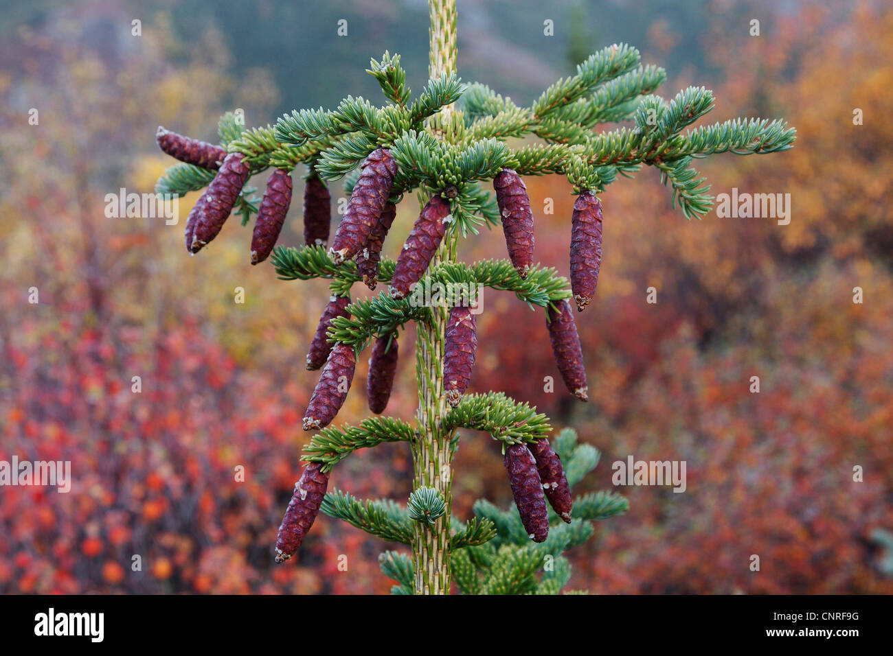 cat spruce, skunk spruce, white spruce, dwarf Alberta spruce (Picea glauca), cones on tree, USA, Alaska Stock Photo