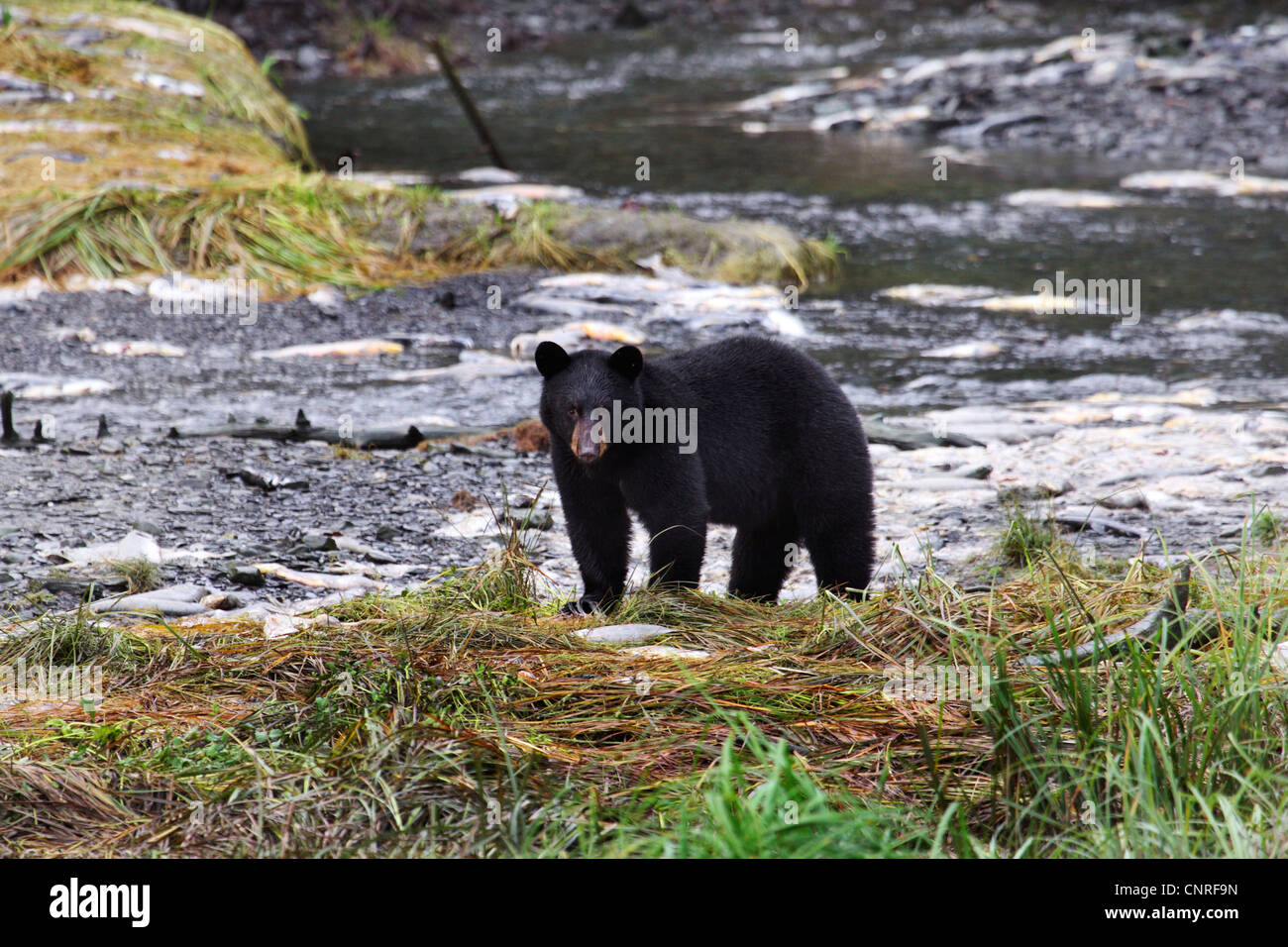 American black bear (Ursus americanus), at river shore, USA, Alaska Stock Photo