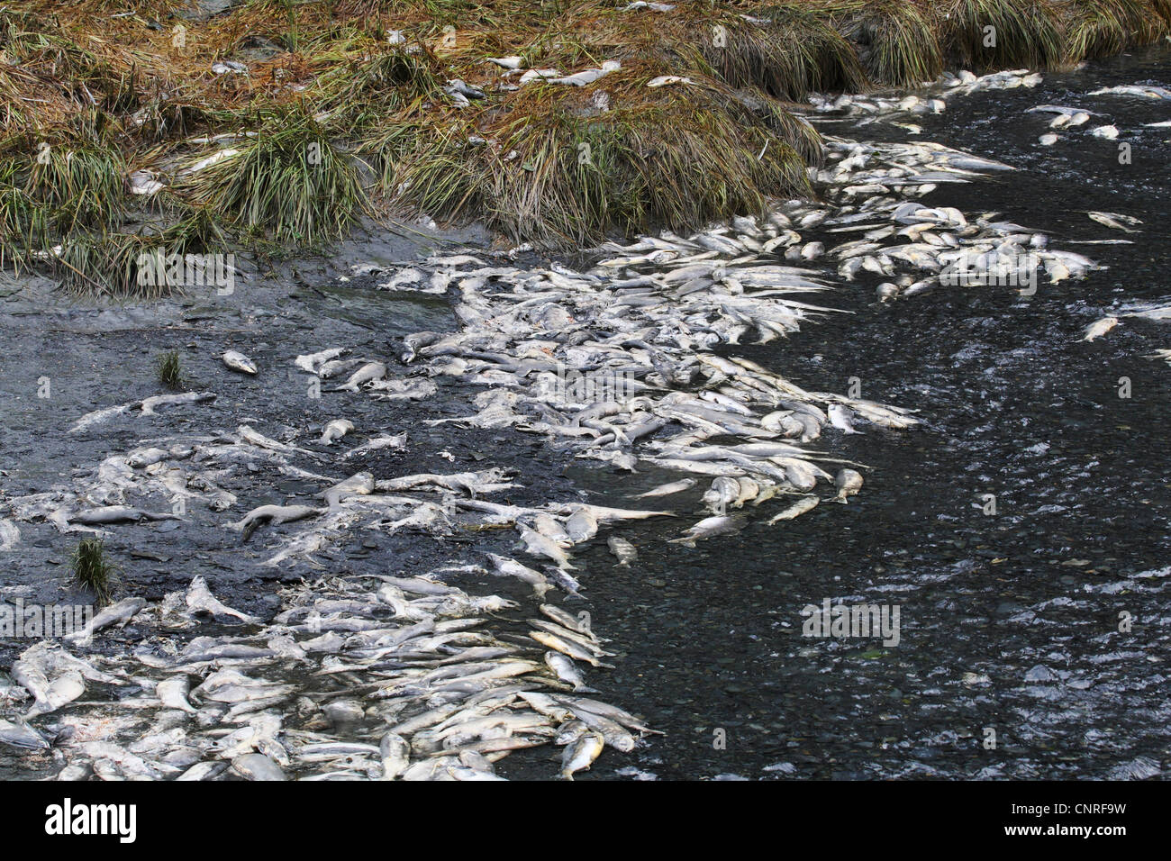 Pacific salmon (Oncorhynchus spec.), dead salmons at river shore after spawning, USA, Alaska Stock Photo
