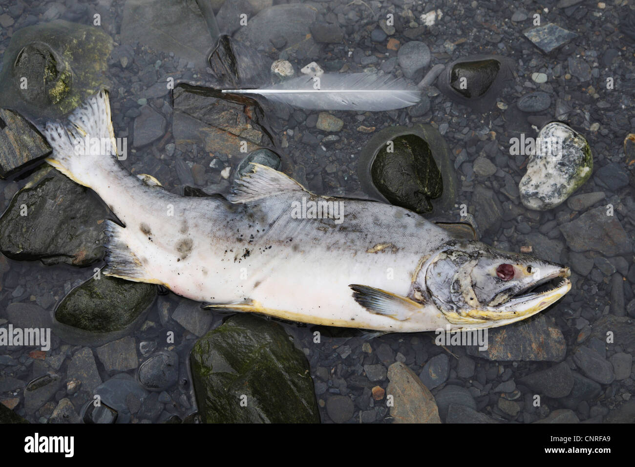 dead salmons at river shore after spawning, USA, Alaska Stock Photo