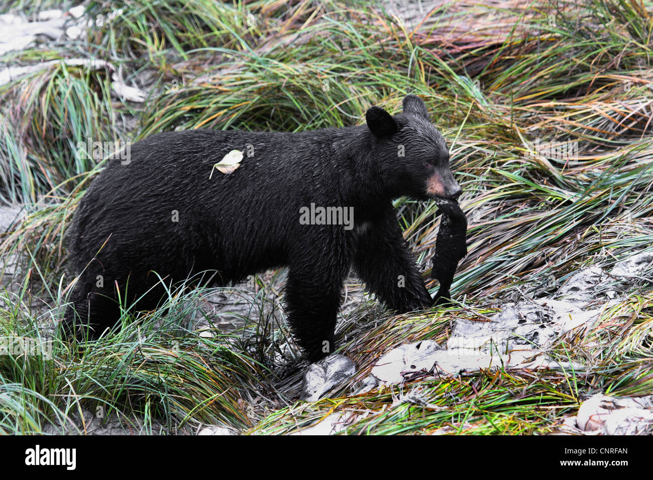 American black bear (Ursus americanus), with salmon, USA, Alaska Stock Photo