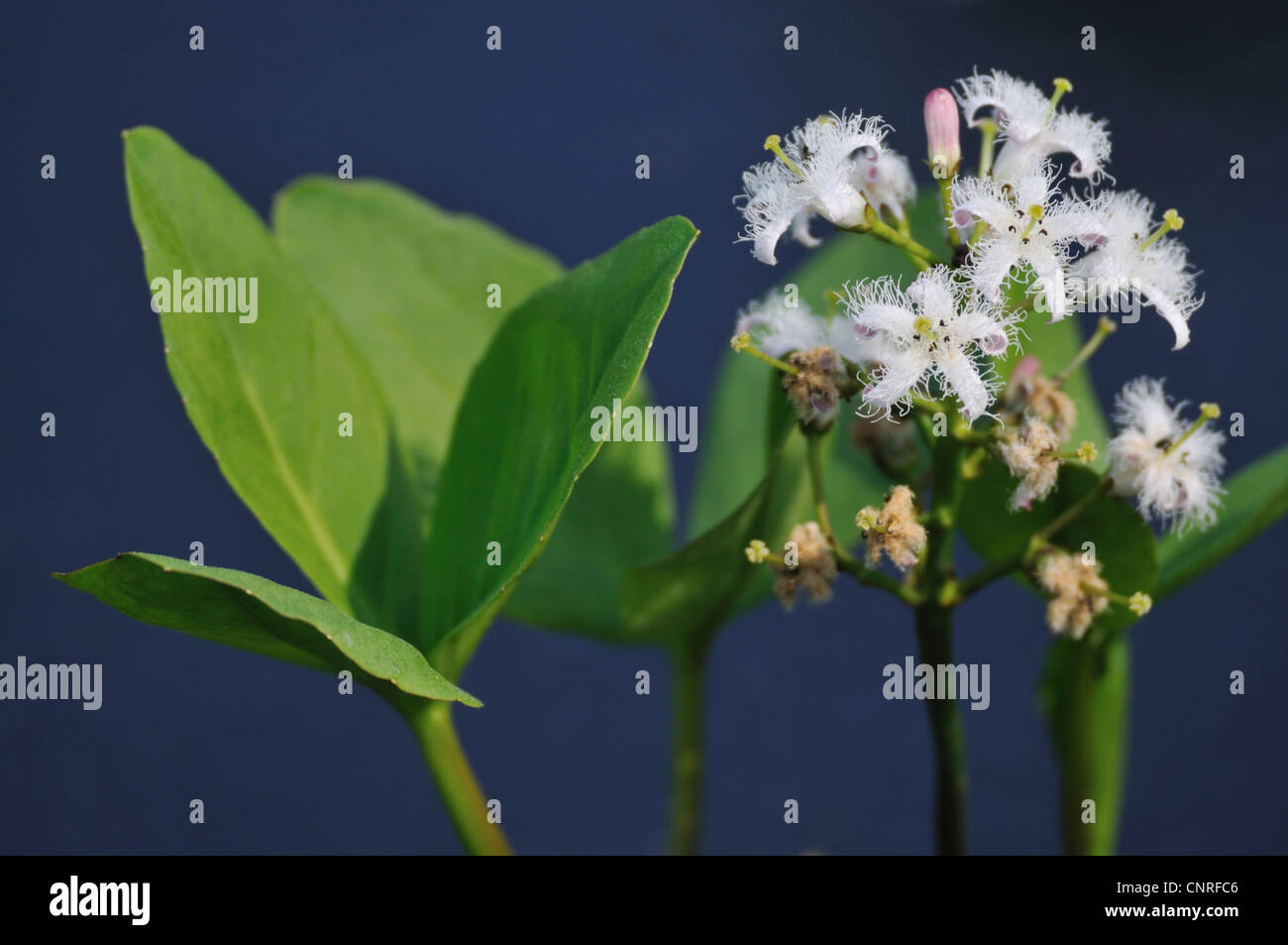 bogbean, buckbean (Menyanthes trifoliata), inflorescence and leaf, Germany Stock Photo