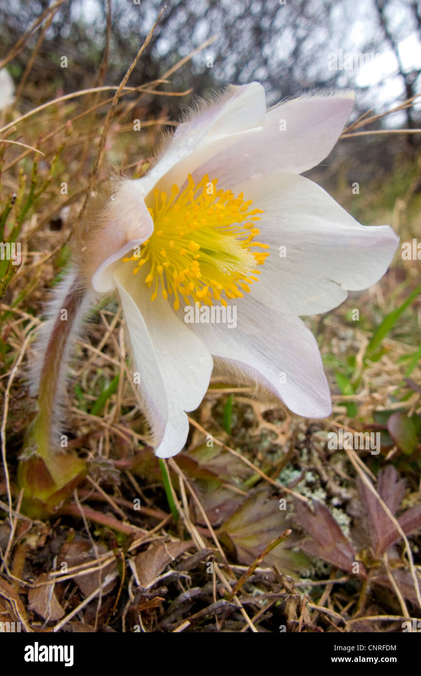 spring anemone, pasque flower (Pulsatilla vernalis), blossom, Norway Stock Photo