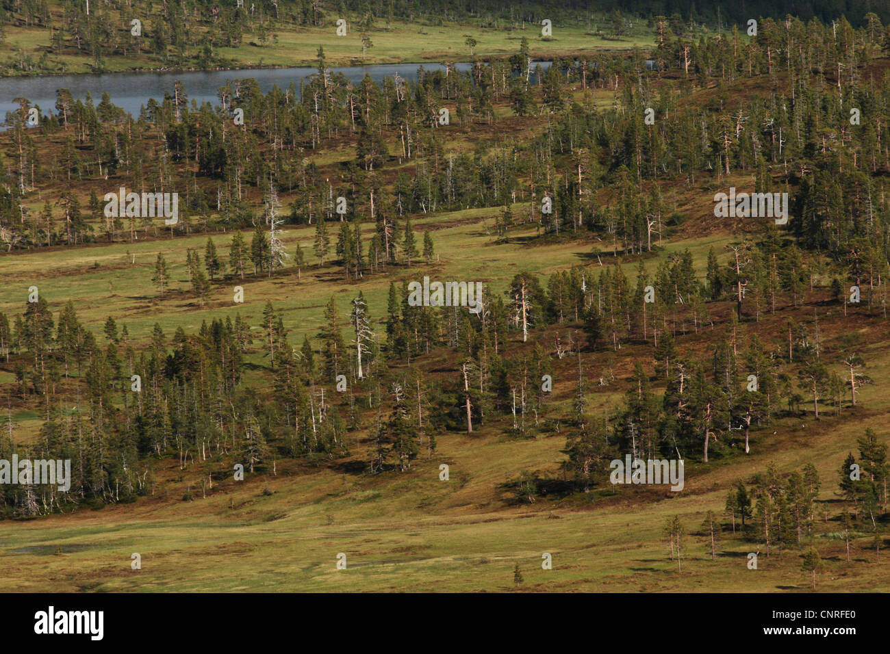 forest tundra with lake, Norway Stock Photo
