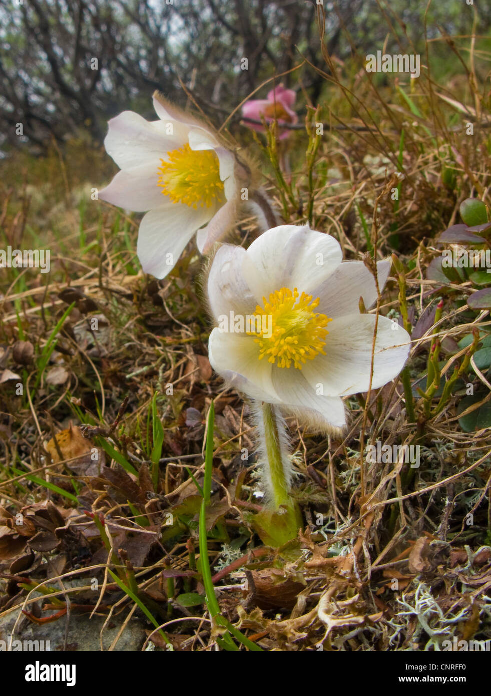 spring anemone, pasque flower (Pulsatilla vernalis), blossom, Norway Stock Photo