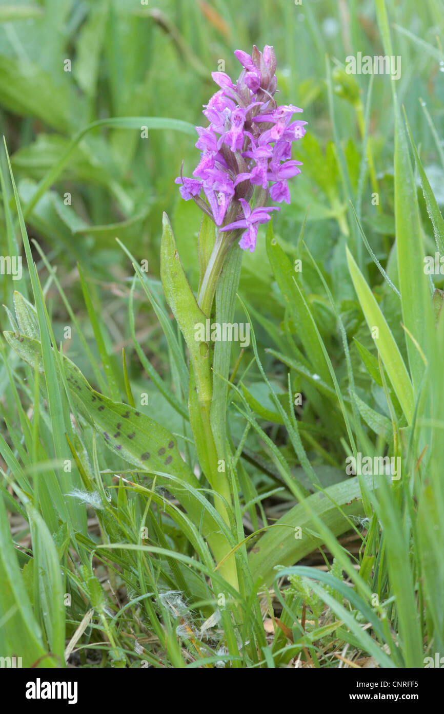 western marsh-orchid (Dactylorhiza majalis), flowering plant, Germany, Bavaria Stock Photo
